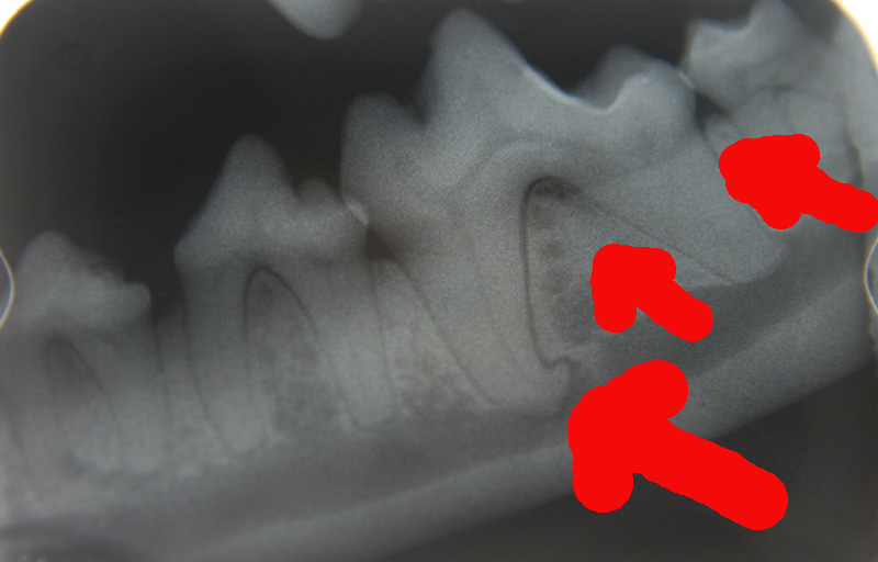 canine dental radiograph