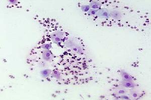 Canine vaginal cytology