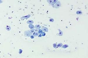 Canine vaginal cytology