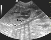 Pregnant dog sonogram