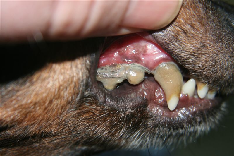 dentistry
