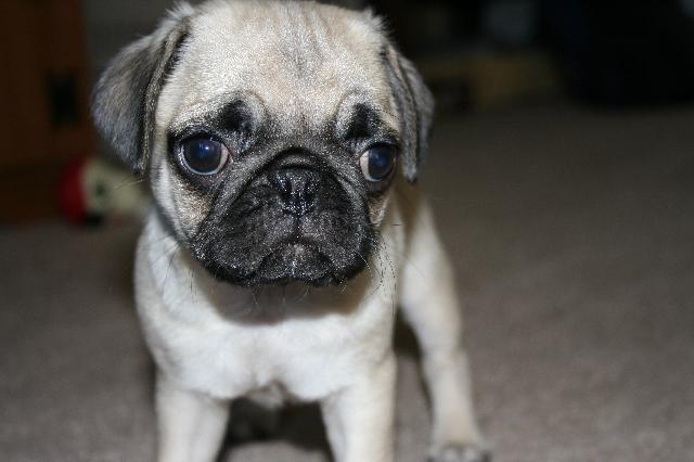 Pippin the Pug