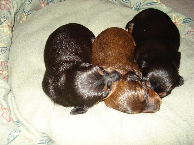 Abby and Harmons Puppies