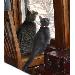 Thumbnail of photo in album
