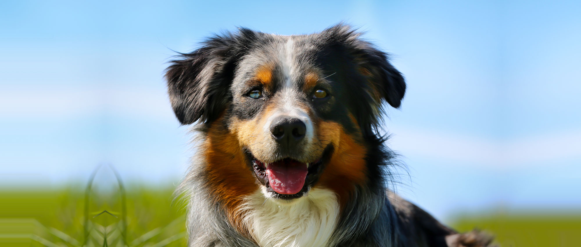 Blue Eyed Dog